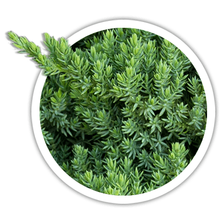 Ялівець лежачий / Juniperus procumbens